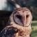 NiceOwl